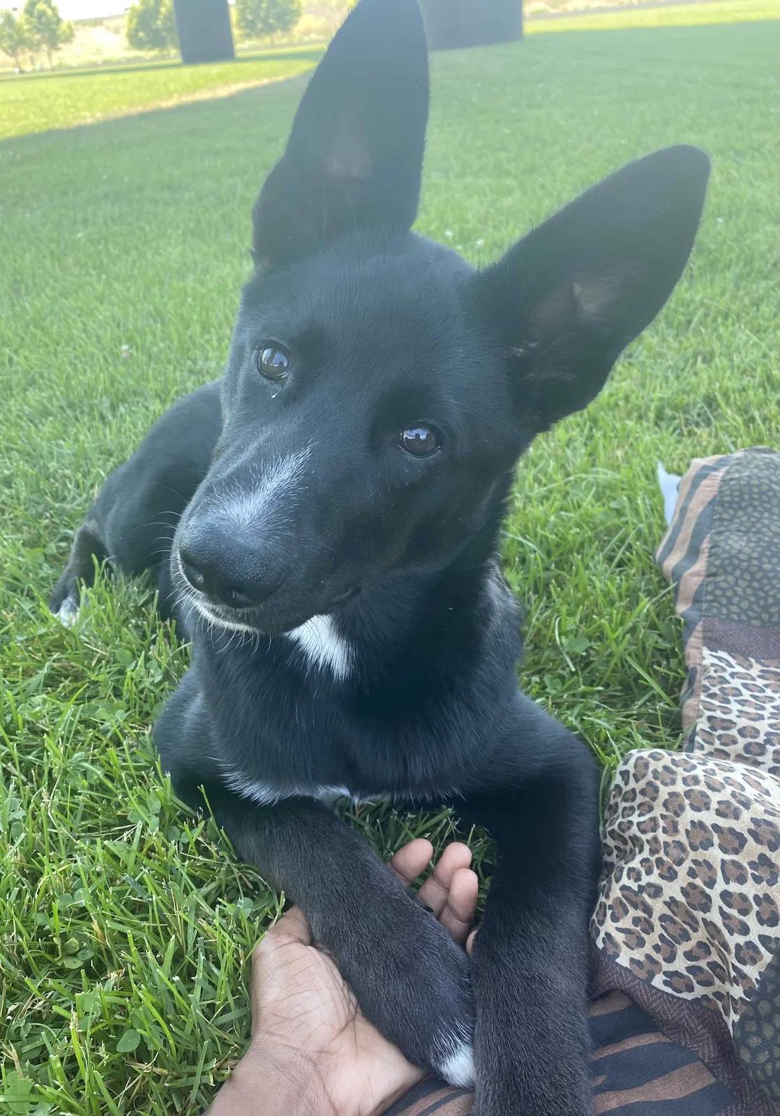 Lost dog in Louisville, KY, 40216