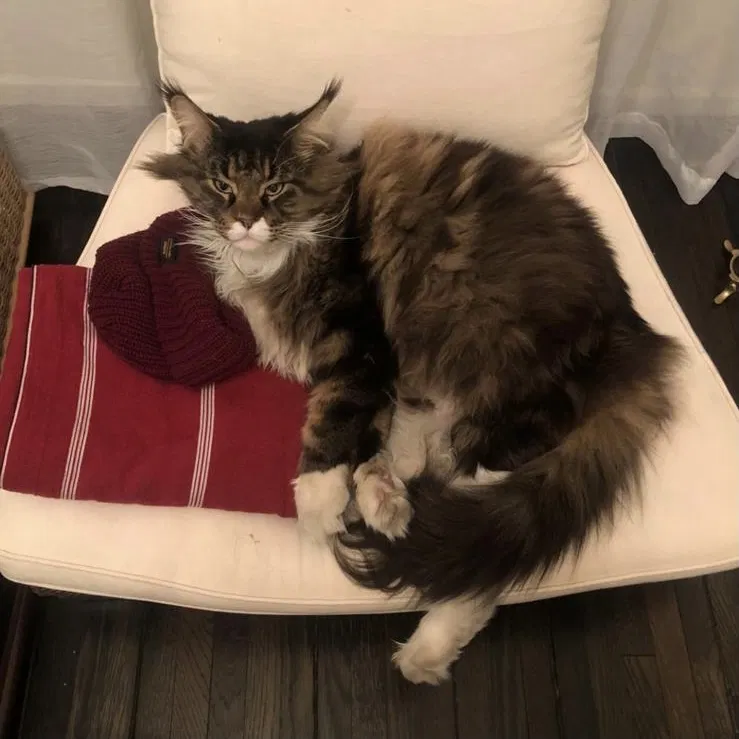 Lost cat in San Marino, CA, 91108