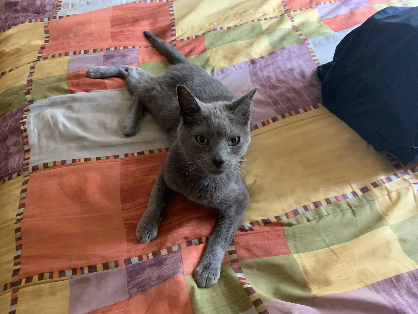 Lost cat in East Amherst, NY, 14051