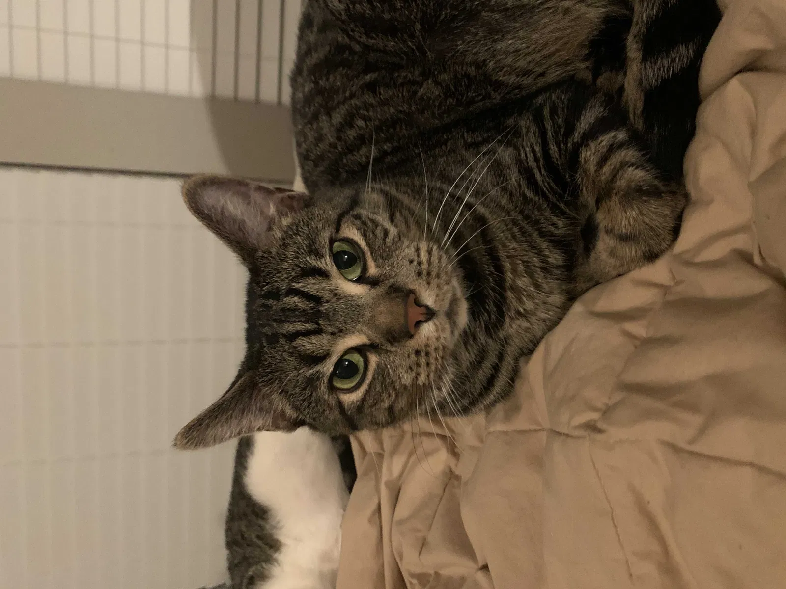 Lost cat in Pearland, TX, 77584