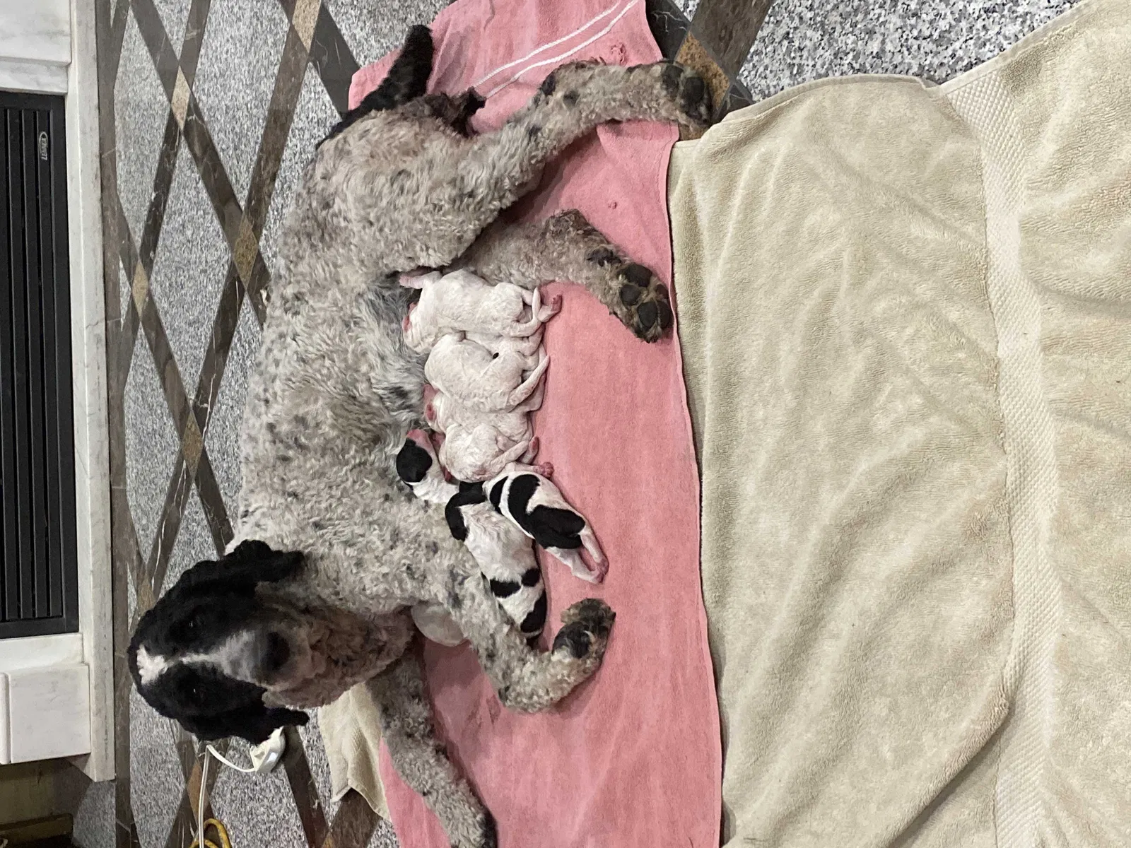 Lost dog in Las Vegas, NV, 89146