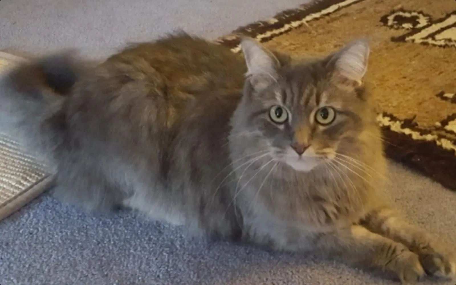Lost cat in Daytona Beach, FL, 32119