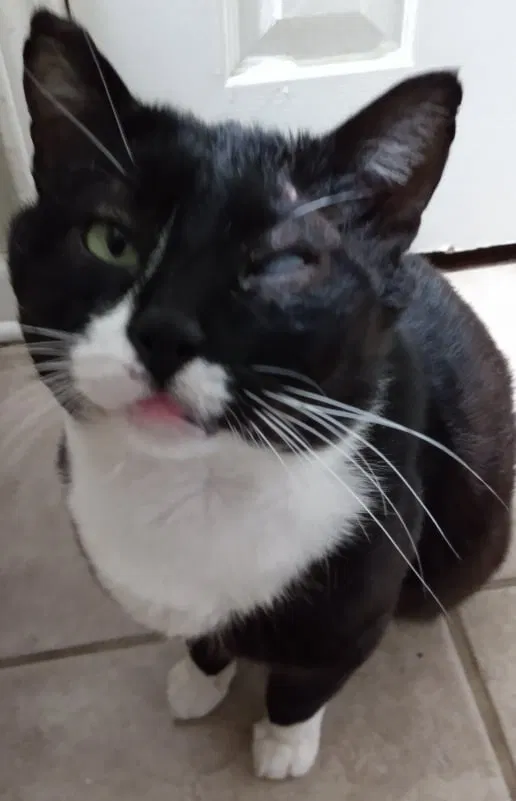 Lost cat in Newnan, GA, 30263