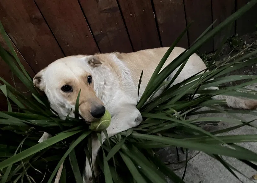 Lost dog in Los Angeles, CA, 90011