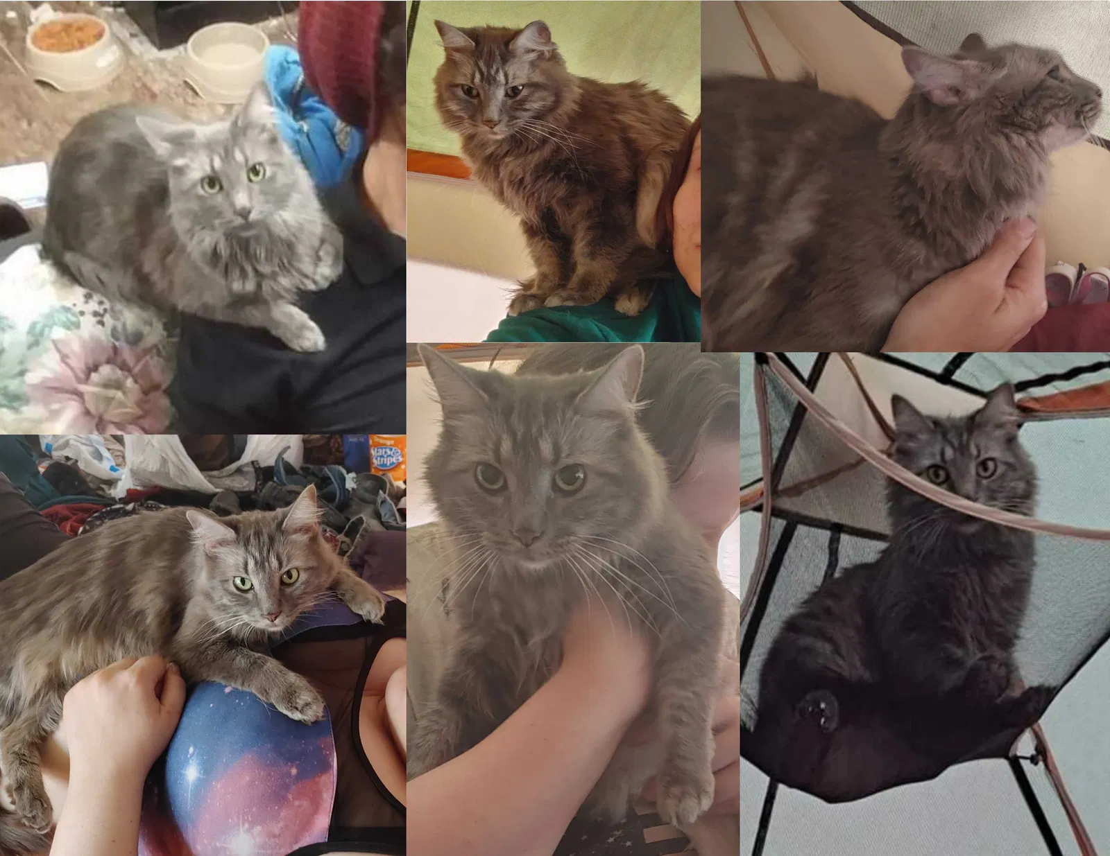 Lost cat in Colorado Springs, CO, 80915