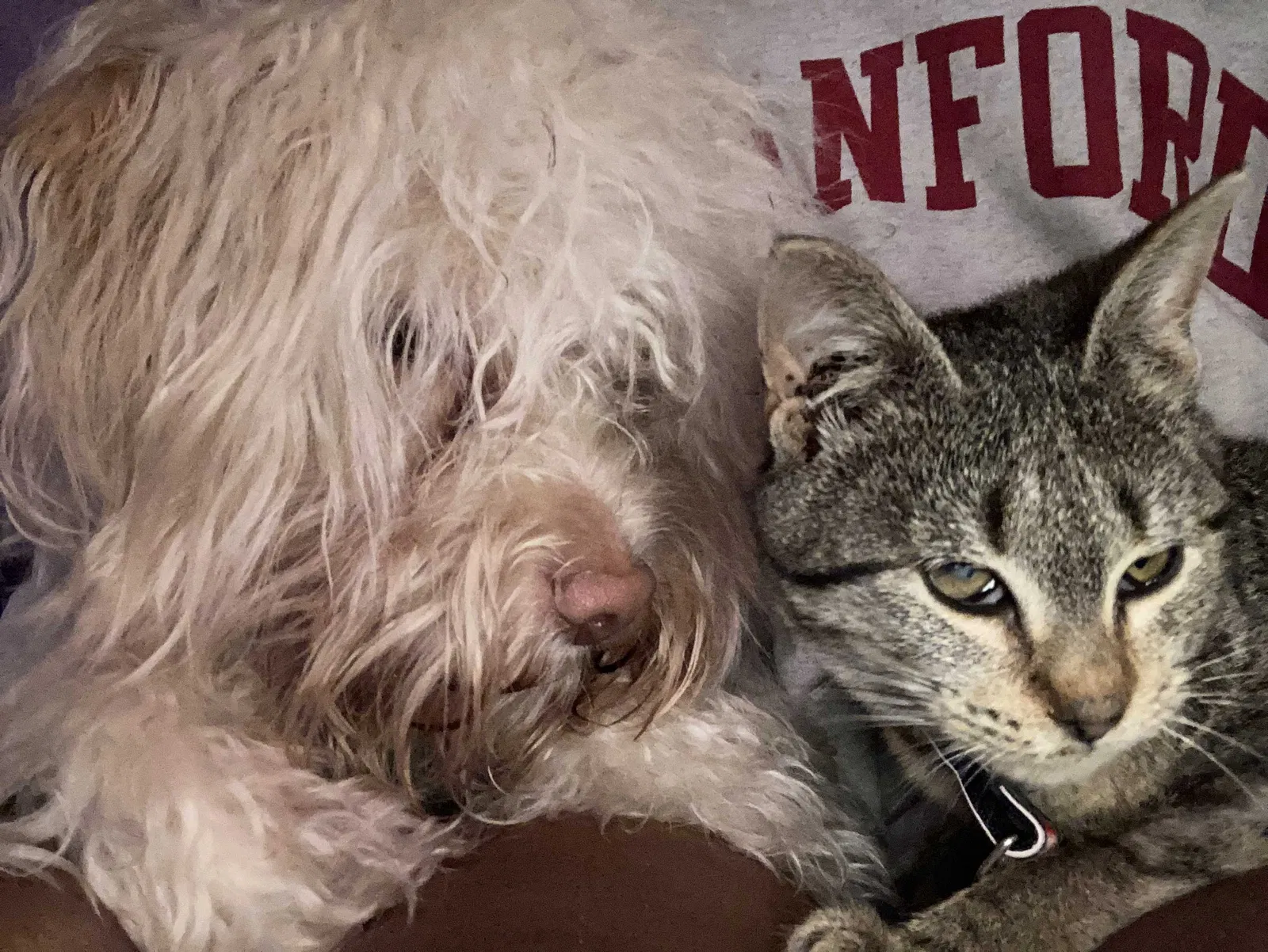 Lost cat in Clearwater, FL, 33755