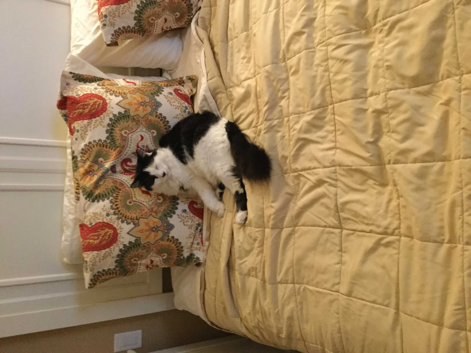 Lost cat in Fountain Valley, CA, 92708