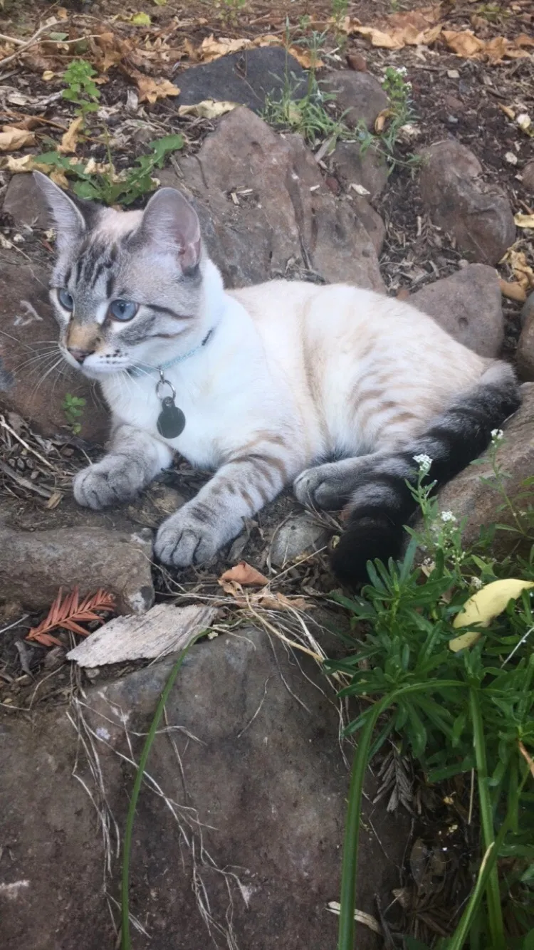 Lost cat in Martinez, CA, 94553