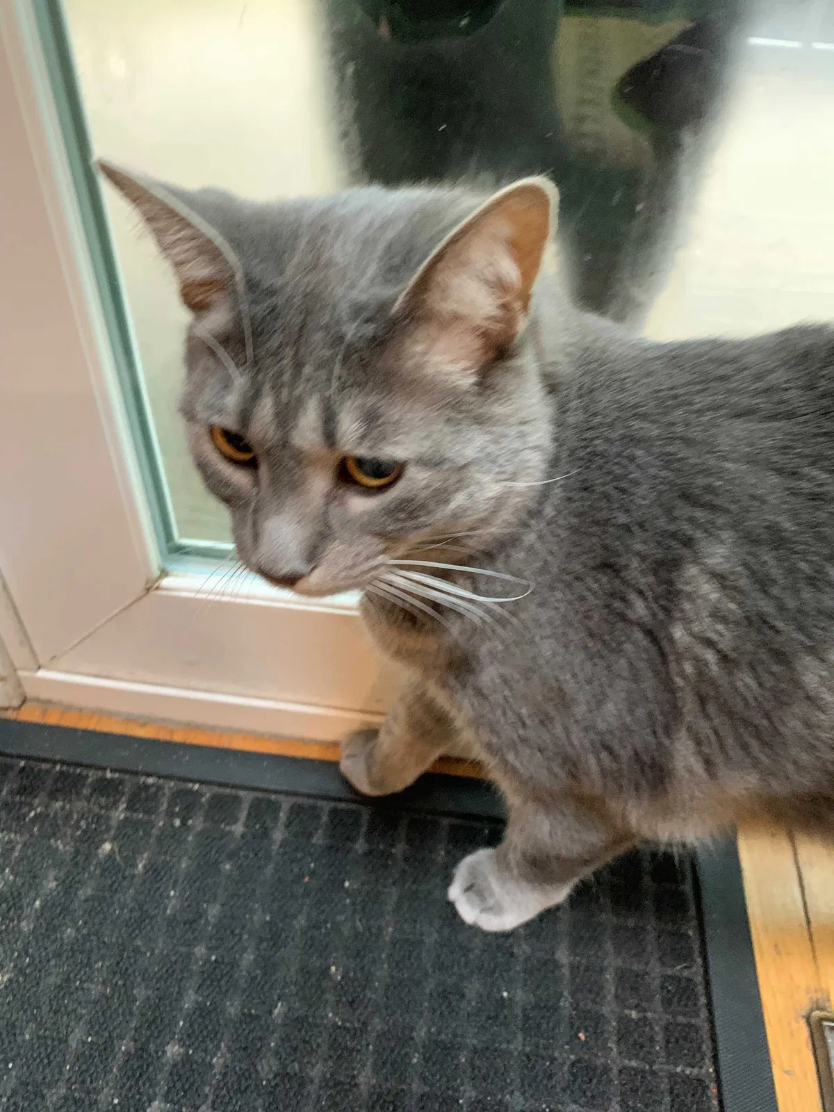 Lost cat in Stamford, CT, 6903