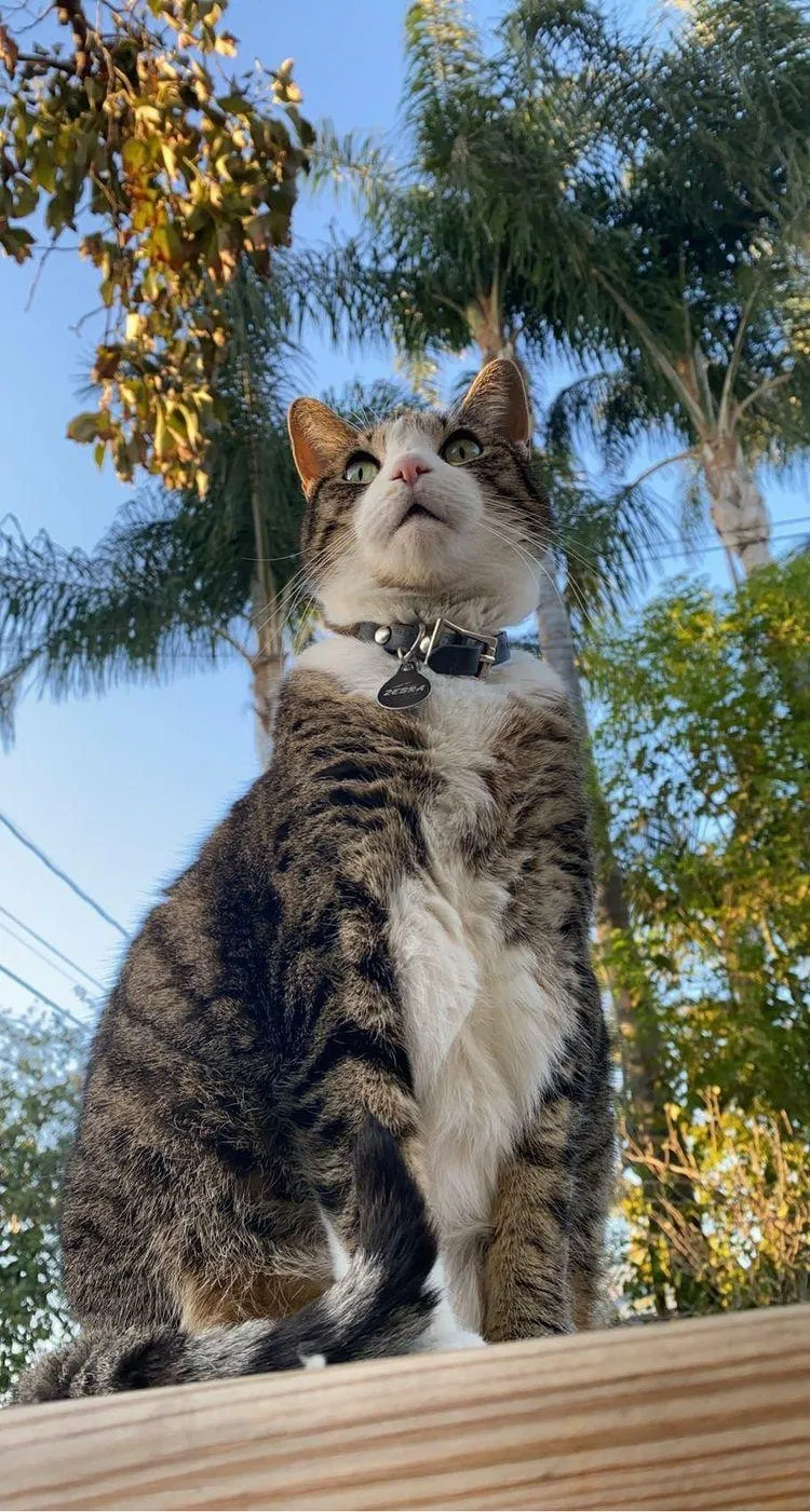 Lost cat in Fullerton, CA, 92831