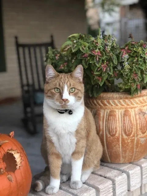 Lost cat in El Paso, TX, 79924
