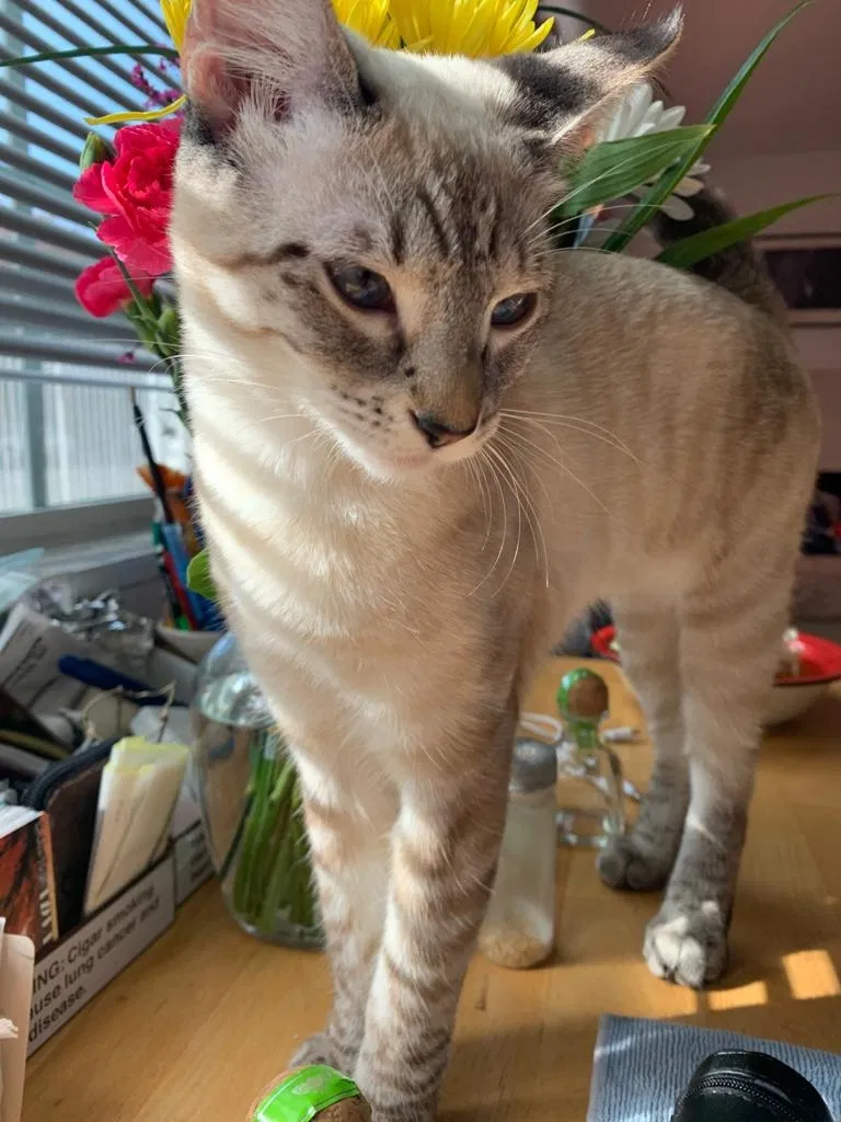 Lost cat in Torrance, CA, 90501
