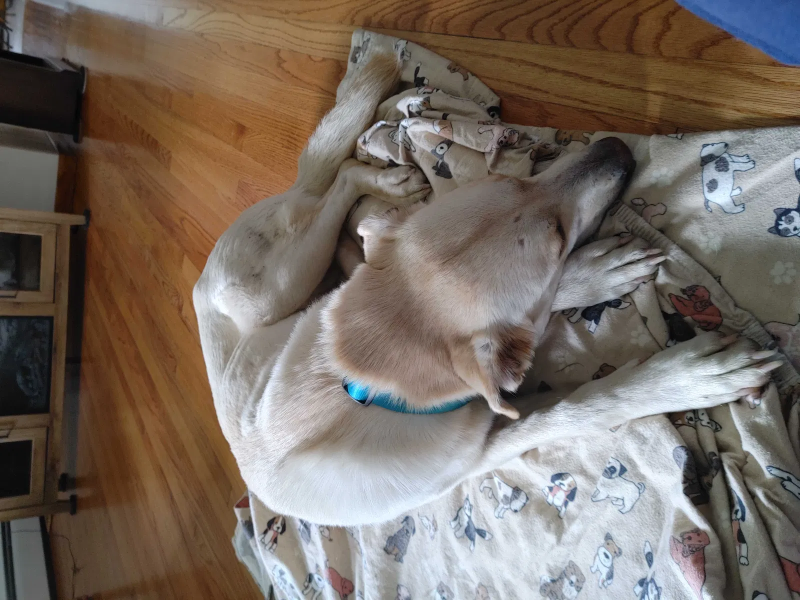 Found dog in Williamsfield, IL, 61489