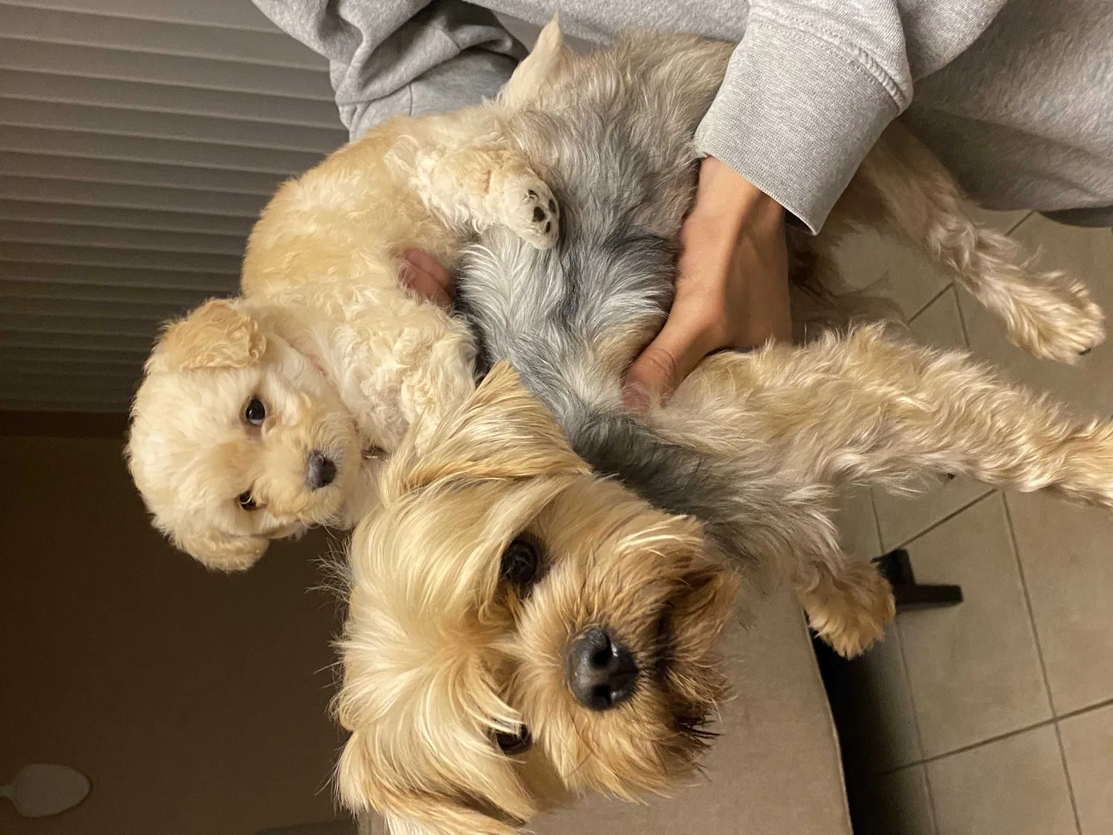 Lost dog in Apple Valley, CA, 92308