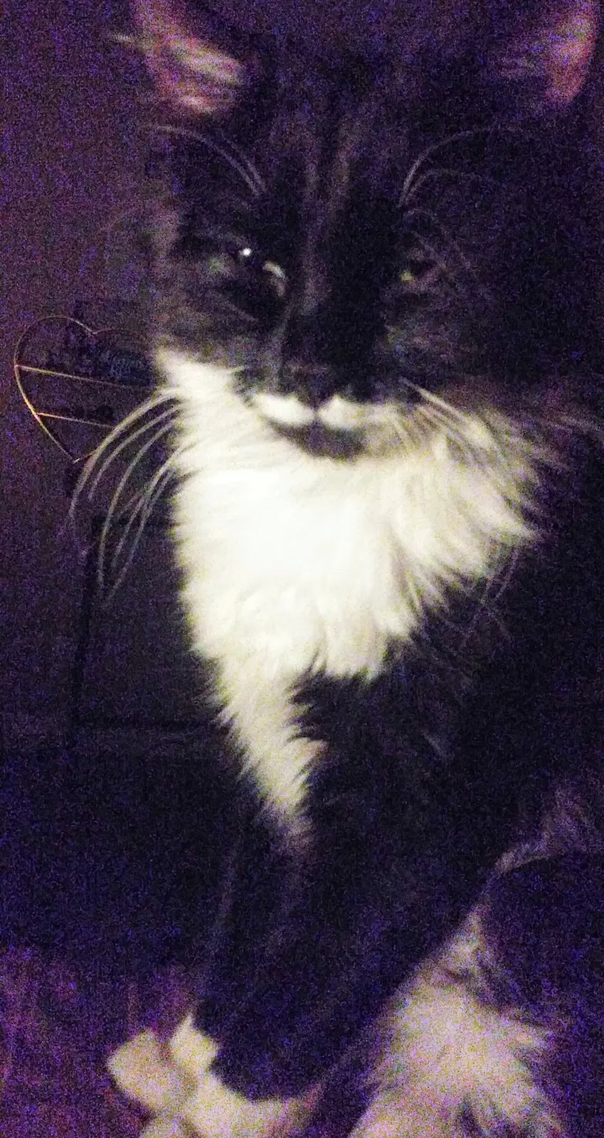 Lost cat in Salt Lake City, UT, 84117