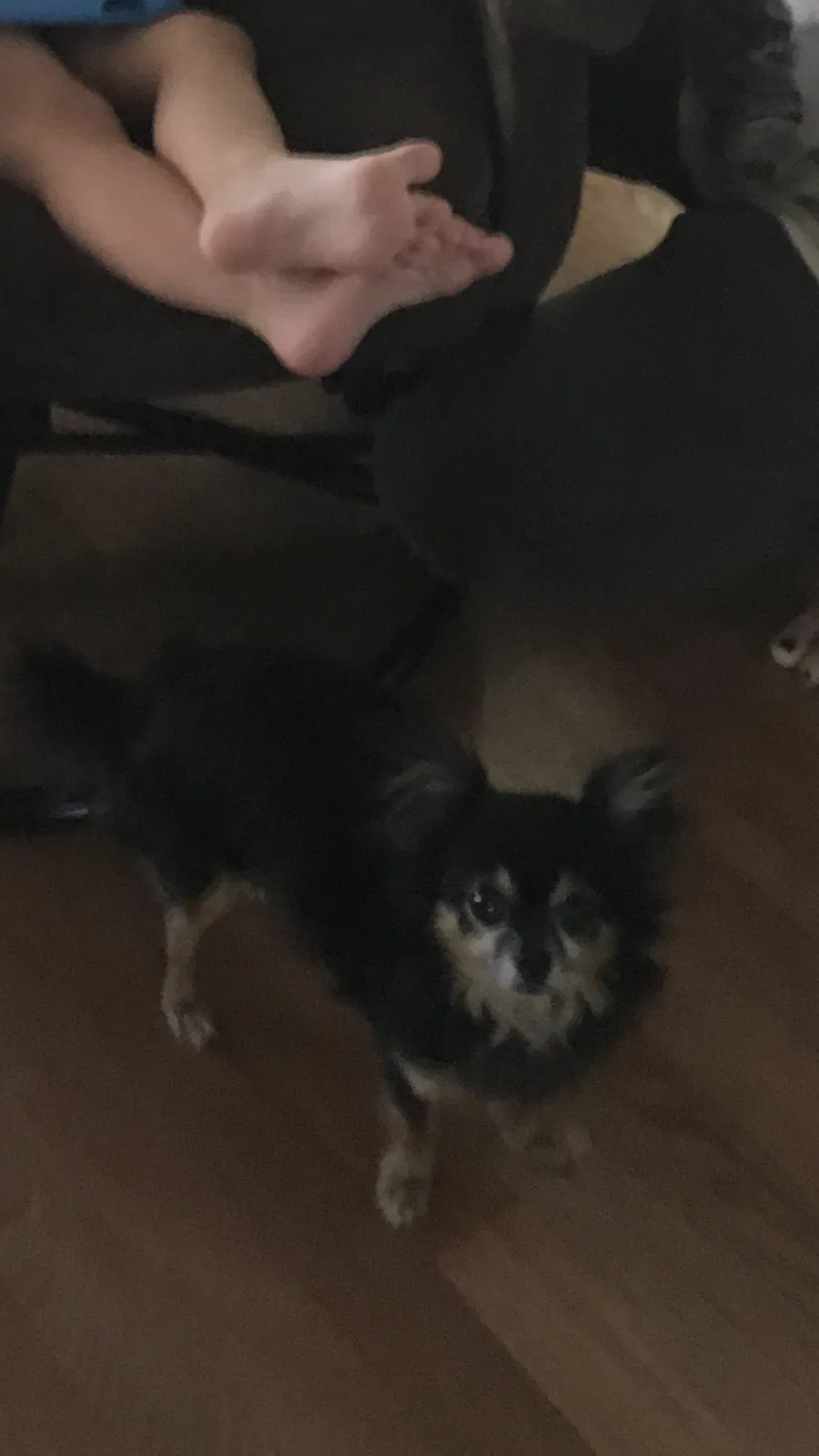 Lost dog in Eustis, FL, 32726