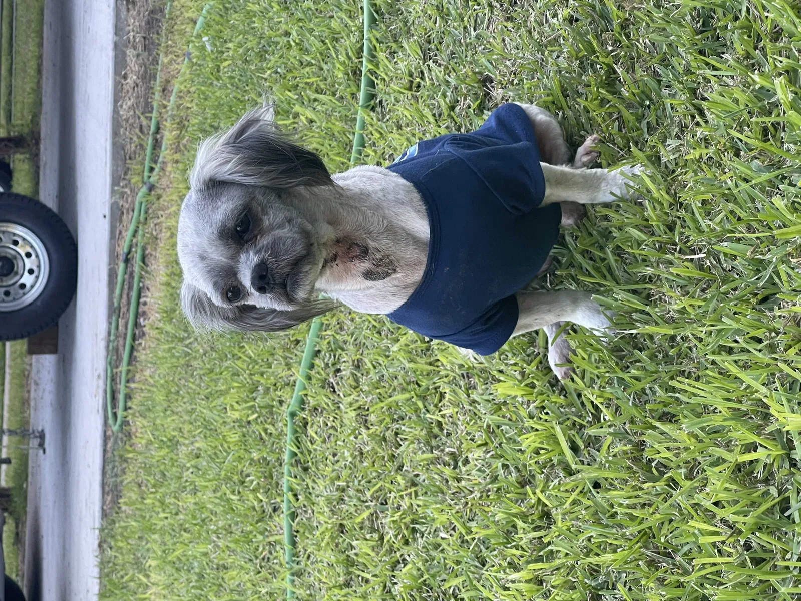 Lost dog in Dallas, TX, 75228