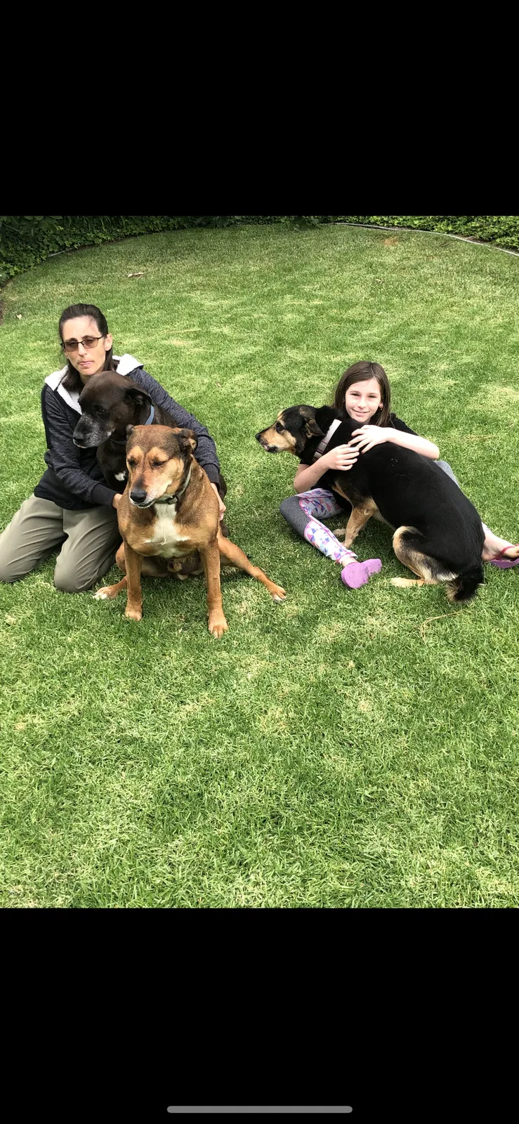 Lost dog in Grass Valley, CA, 95949