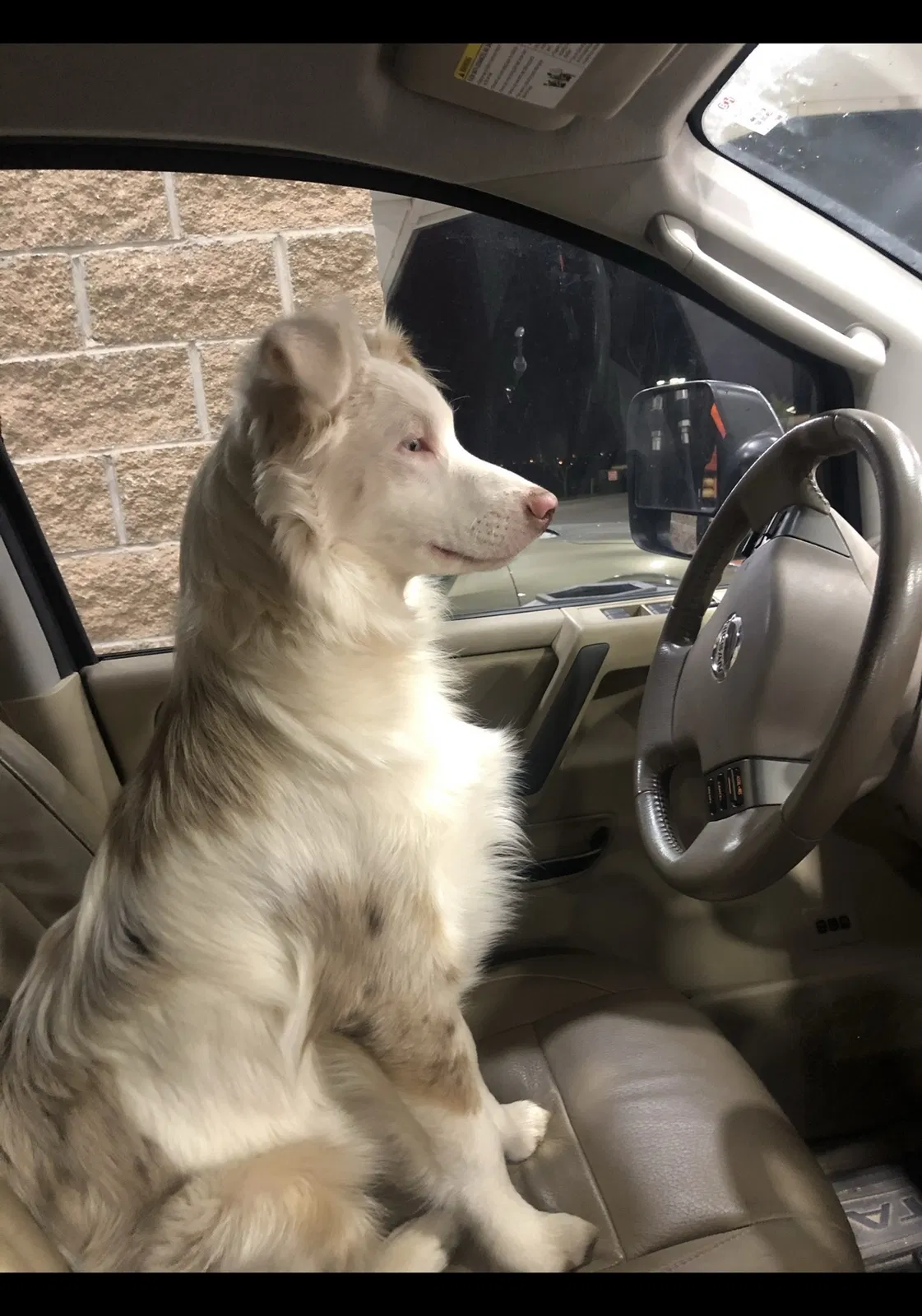 Lost dog in Yukon, OK, 73099