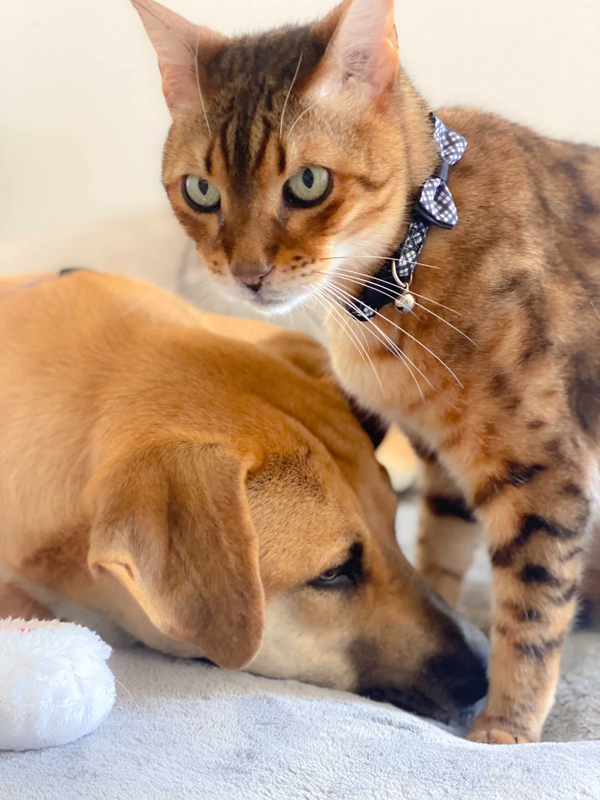 Lost cat in Las Vegas, NV, 89135