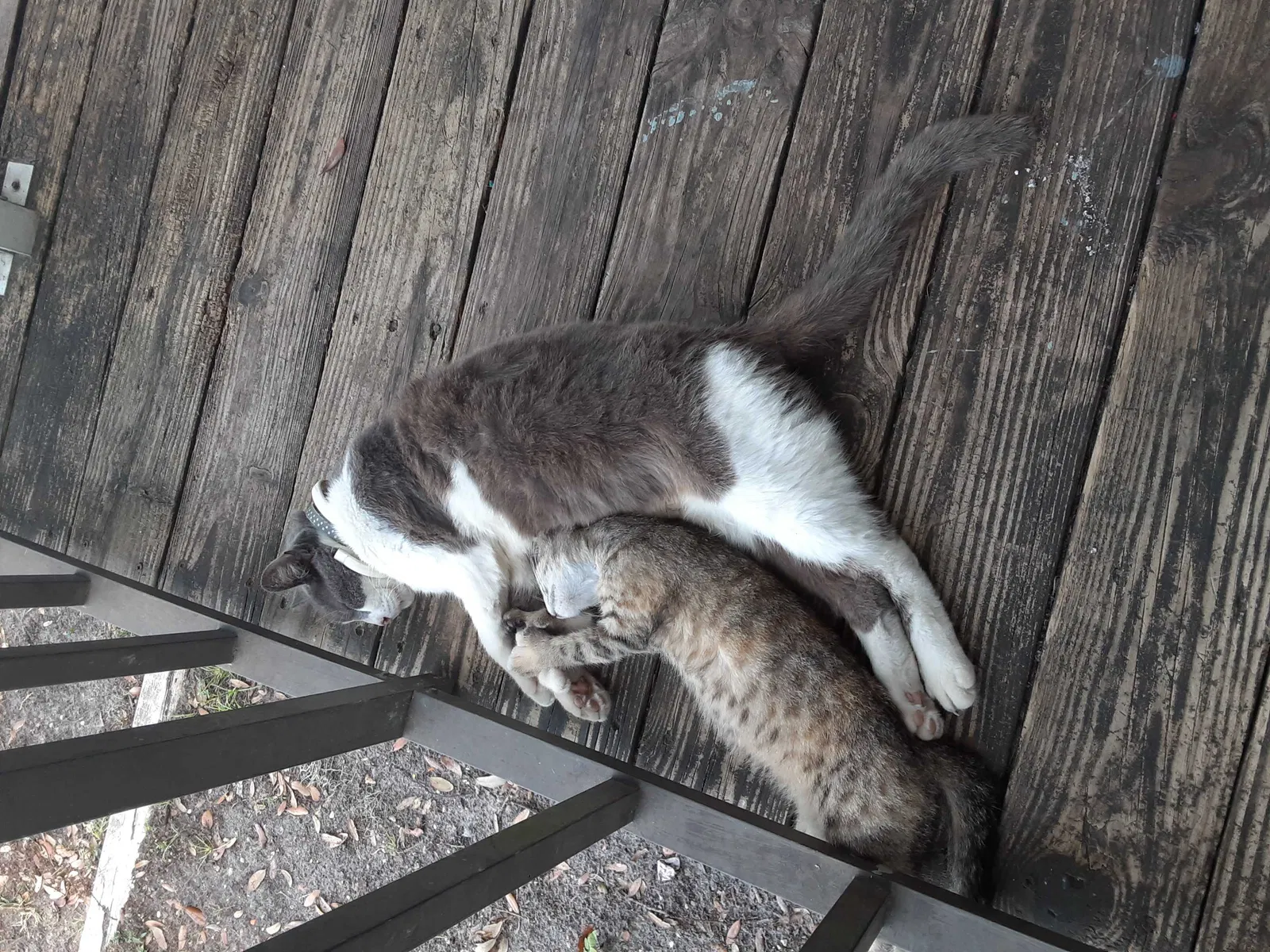 Lost cat in Bradenton, FL, 34205