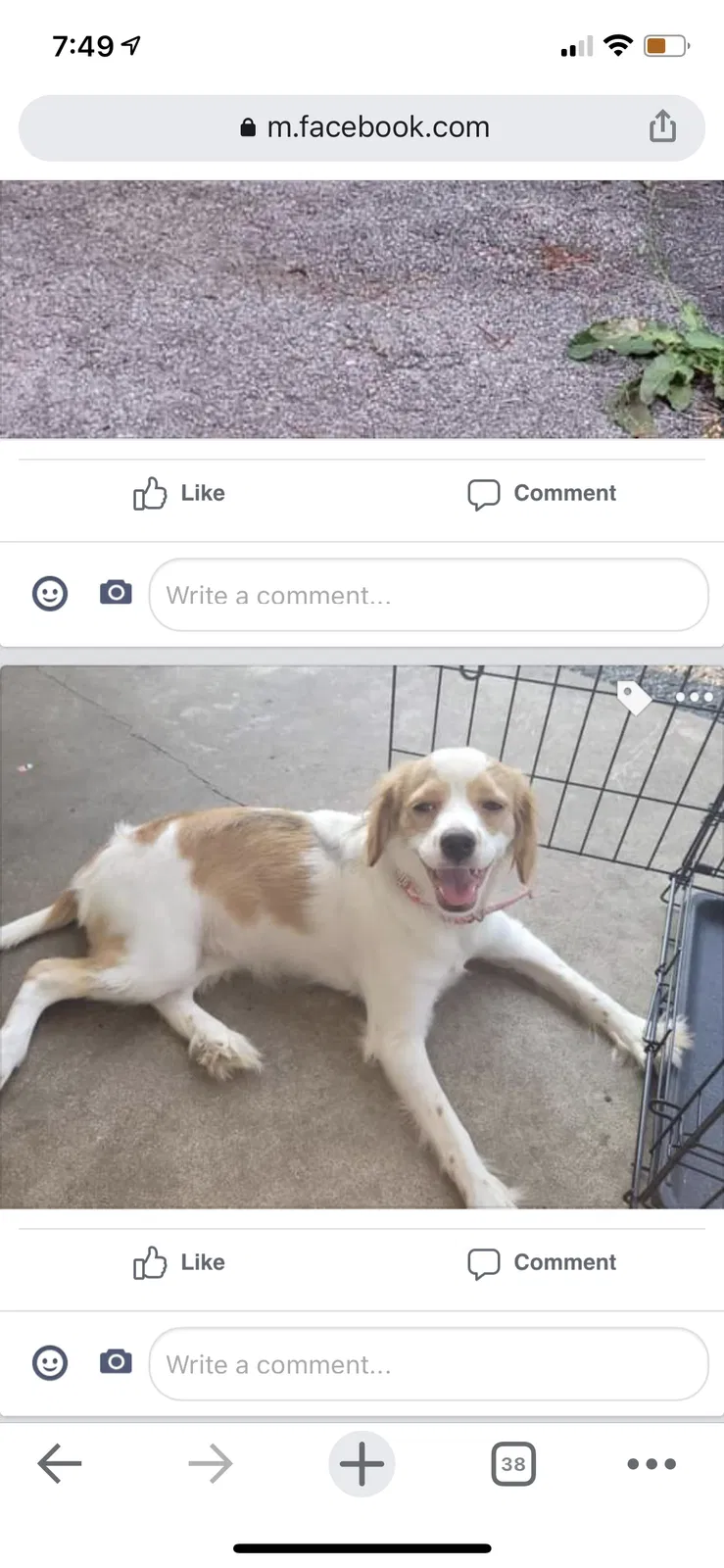 Lost dog in Erie, PA, 16510