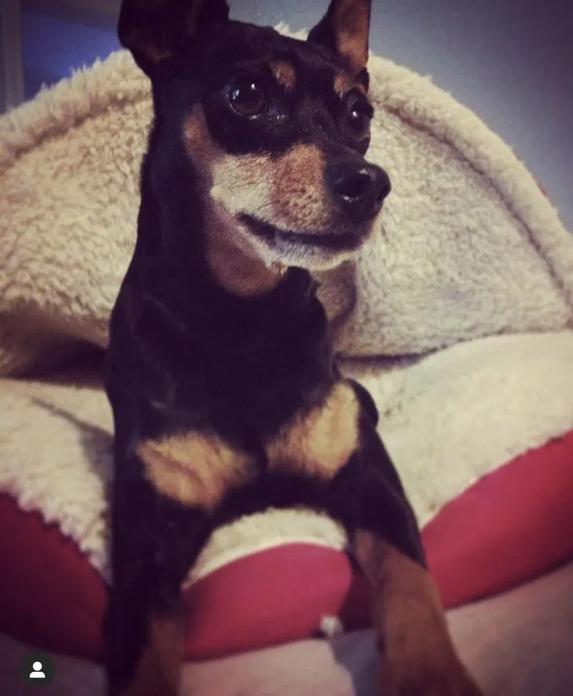 Lost dog in Olathe, KS, 66062