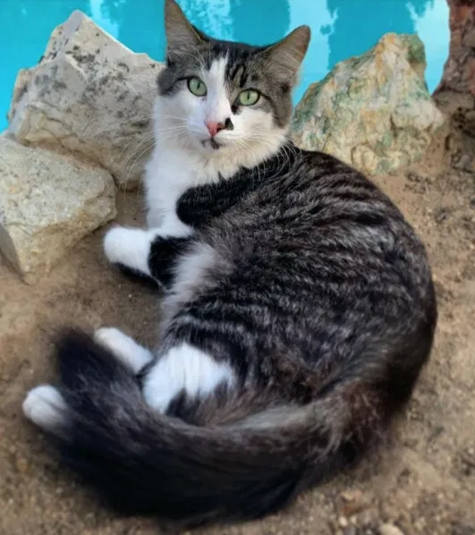 Lost cat in Los Angeles, CA, 90038