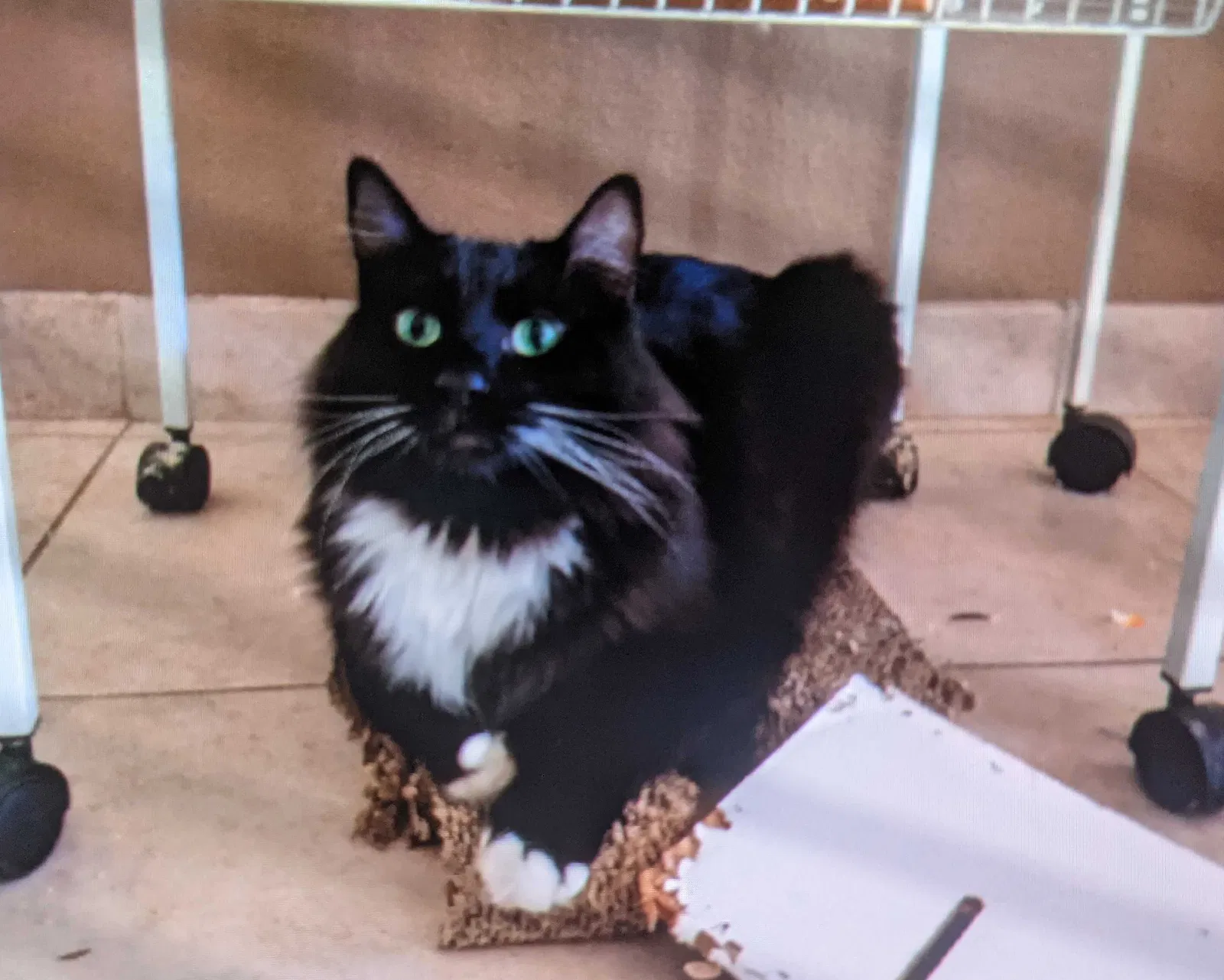 Lost cat in Oxnard, CA, 93033