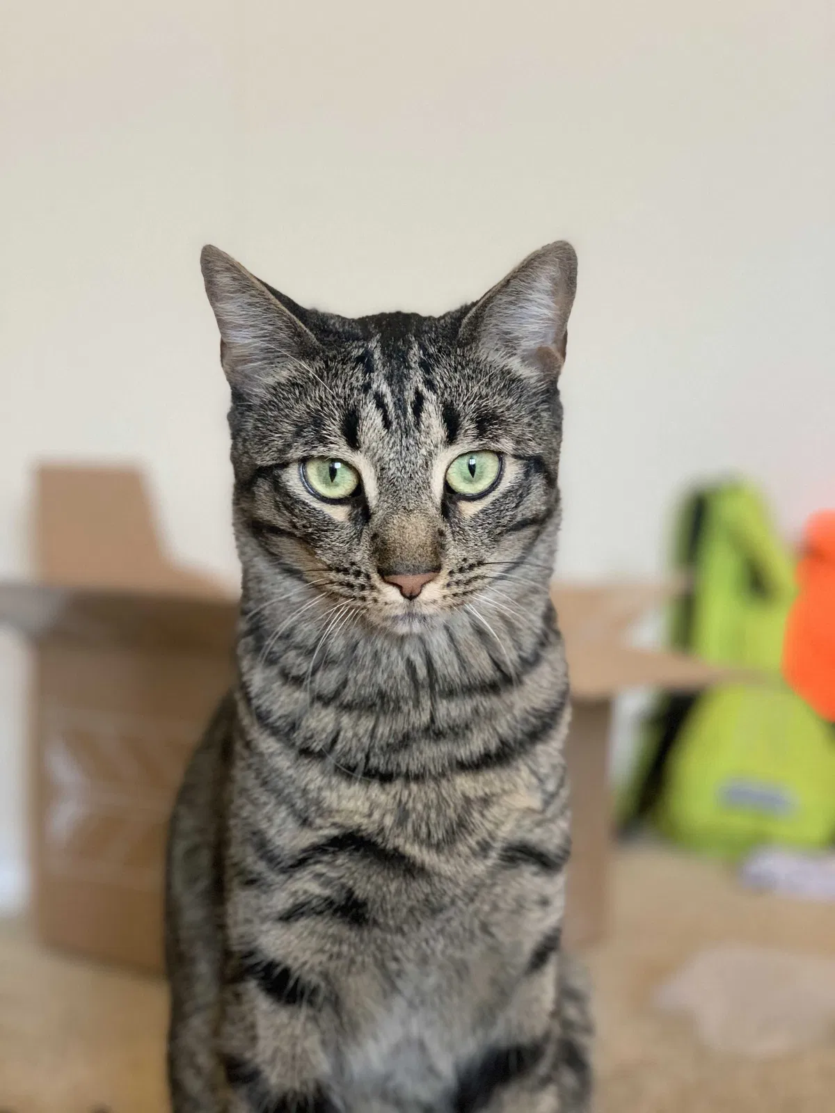 Lost cat in Boise, ID, 83704