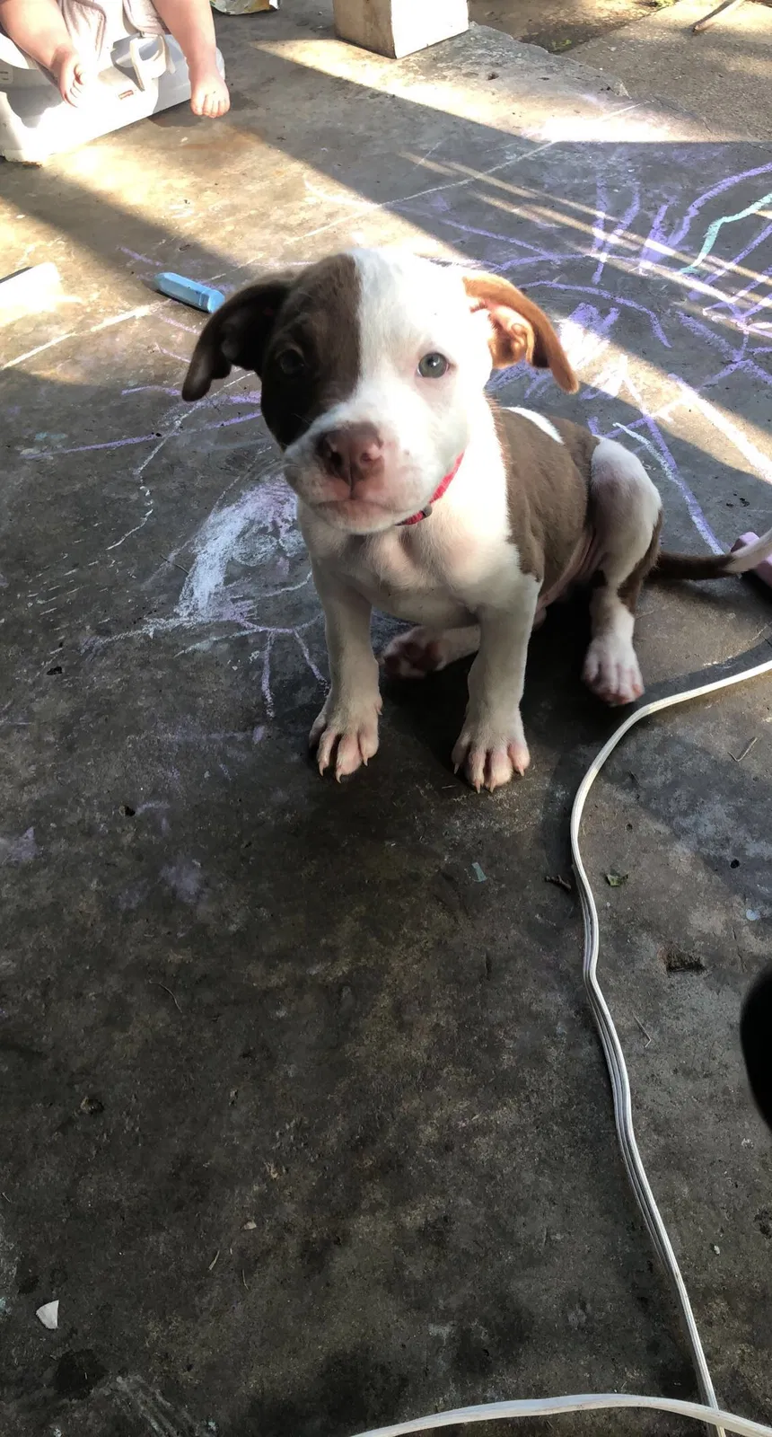 Lost dog in Tulsa, OK, 74115