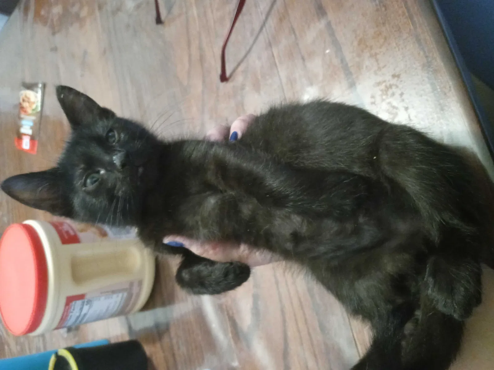 Lost cat in Harlingen, TX, 78552