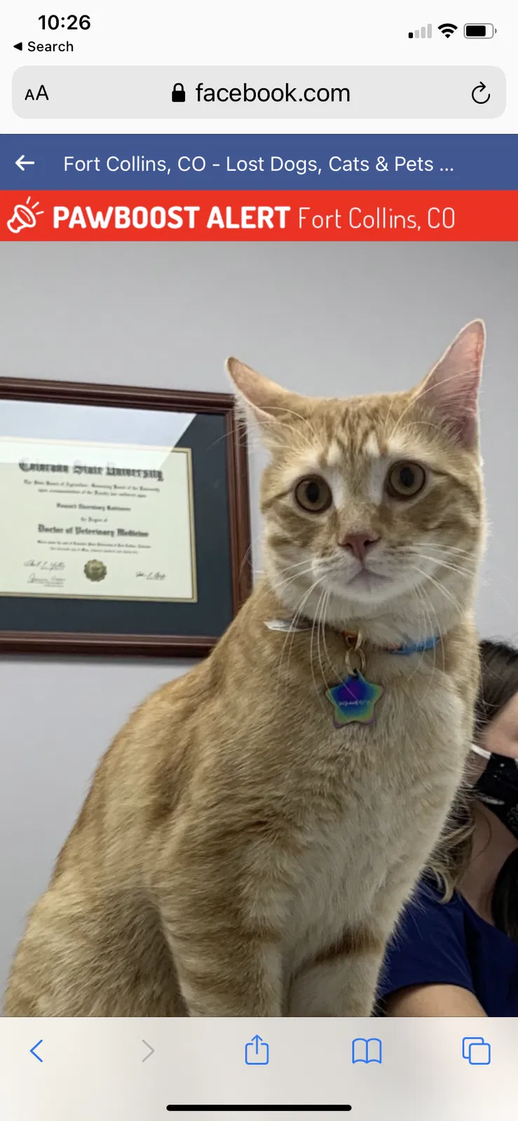 Lost cat in Fort Collins, CO, 80524