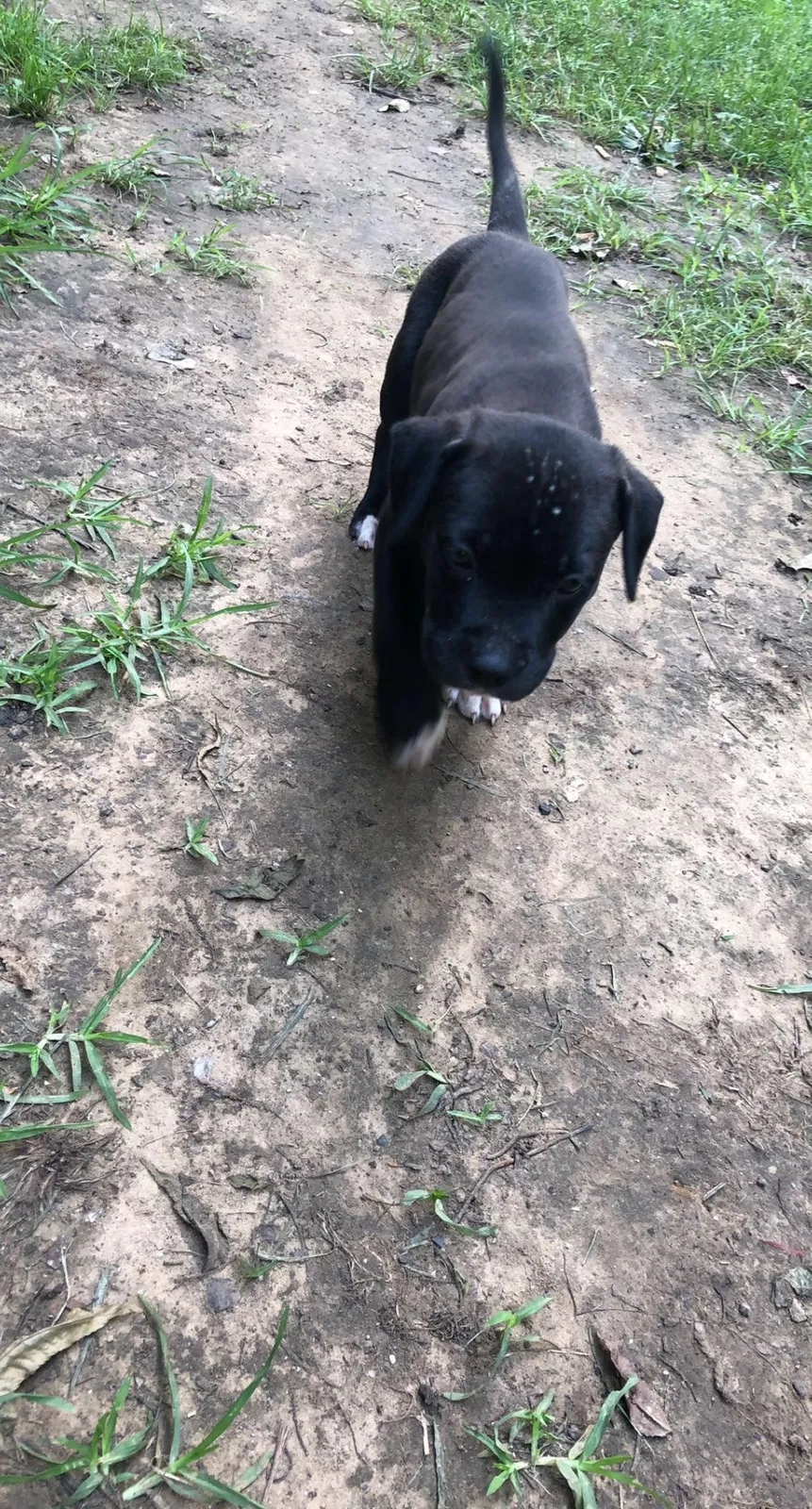 Lost dog in Tulsa, OK, 74115