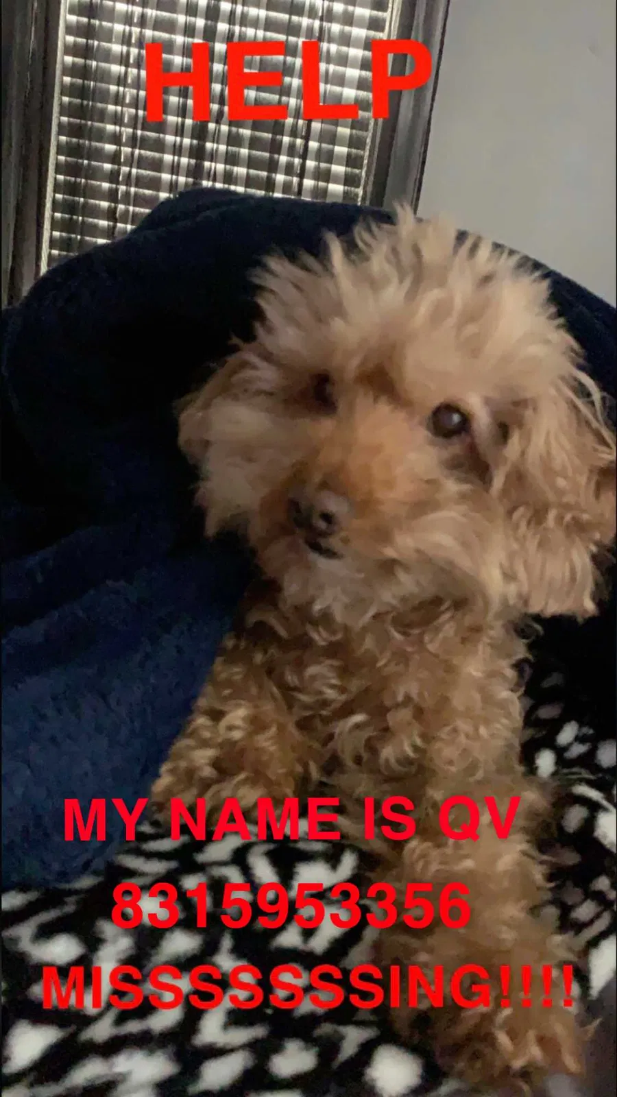 Lost dog in Salinas, CA, 93901