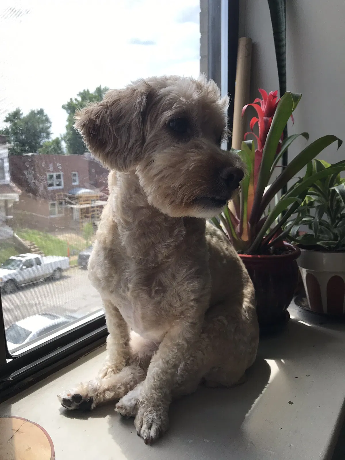 Lost dog in Saint Louis, MO, 63118