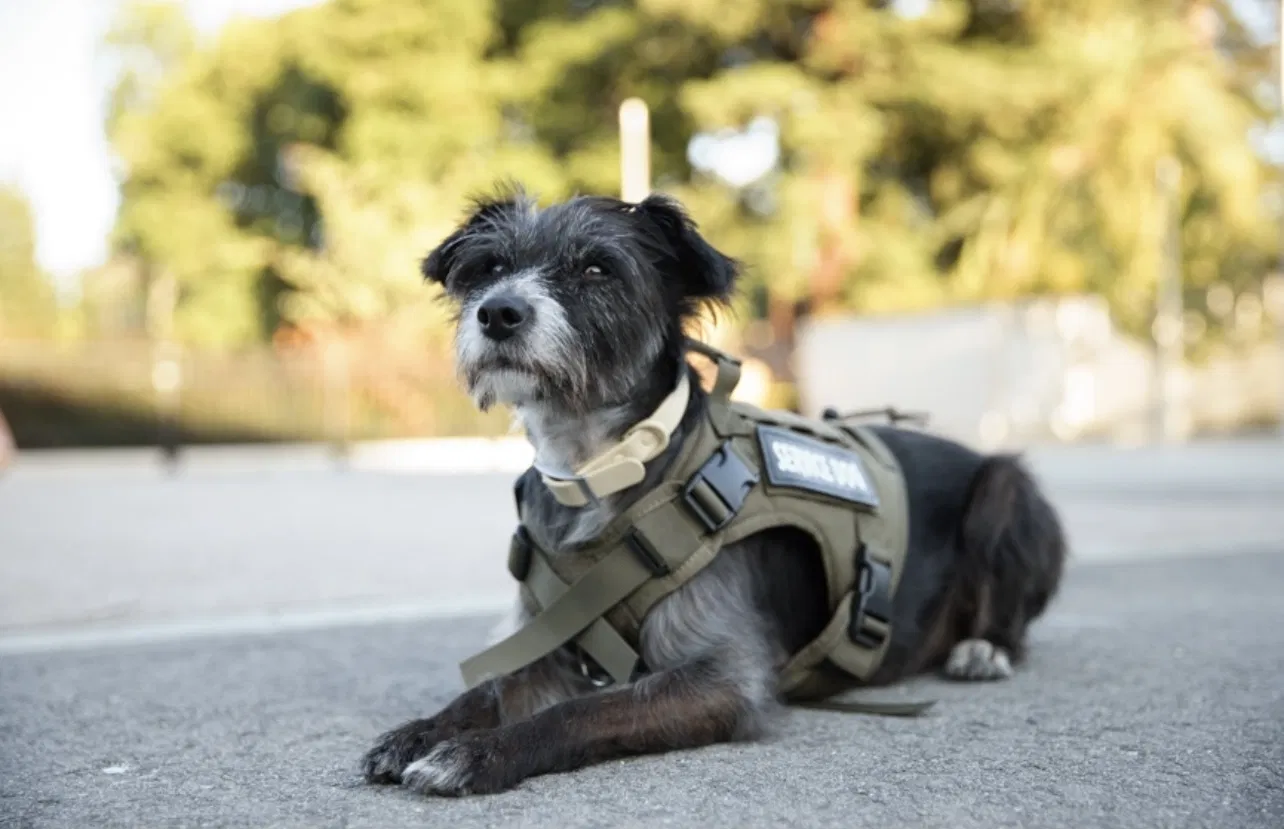 Lost dog in San Francisco, CA, 94111