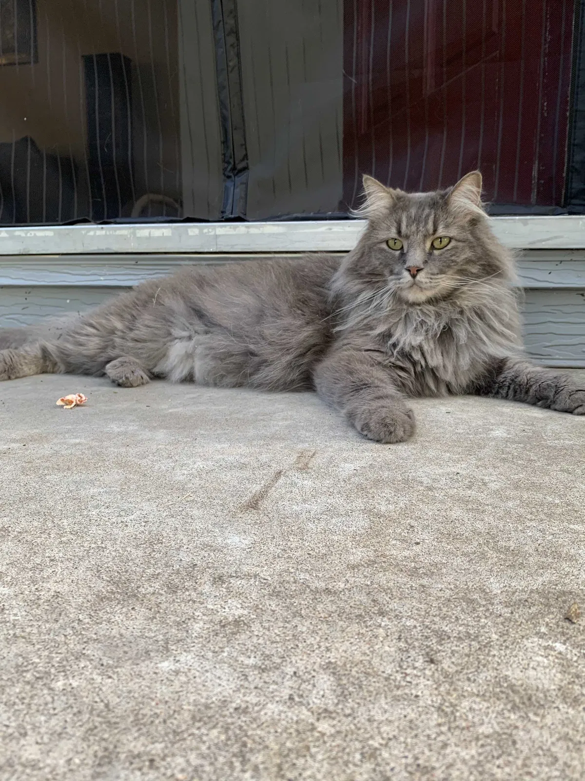 Lost cat in Denver, CO, 80210
