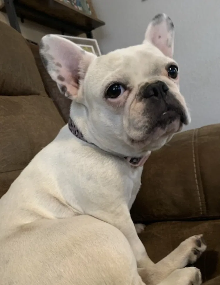 Lost dog in Mesa, AZ, 85208