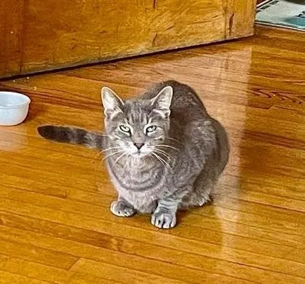 Lost cat in Chicago, IL, 60641