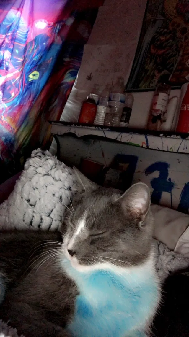 Lost cat in Clearfield, UT, 84015