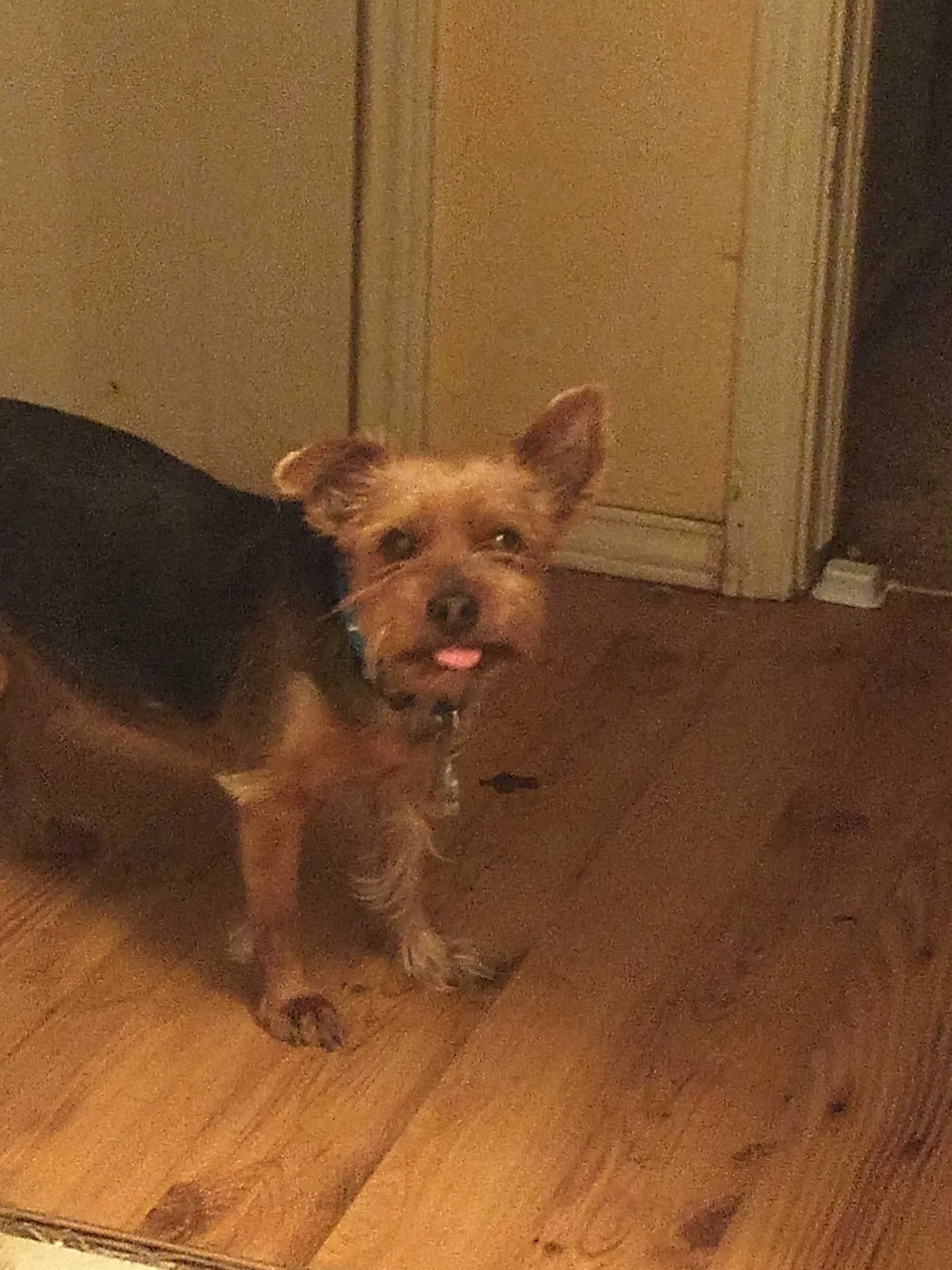 Lost dog in Oklahoma City, OK, 73159