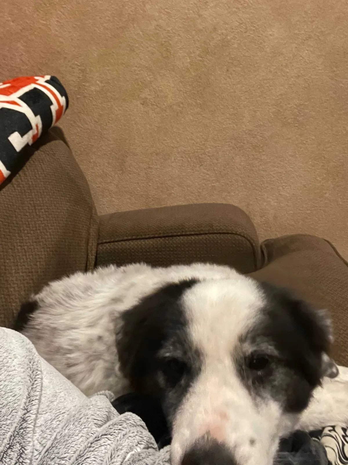 Lost dog in Lubbock, TX, 79424