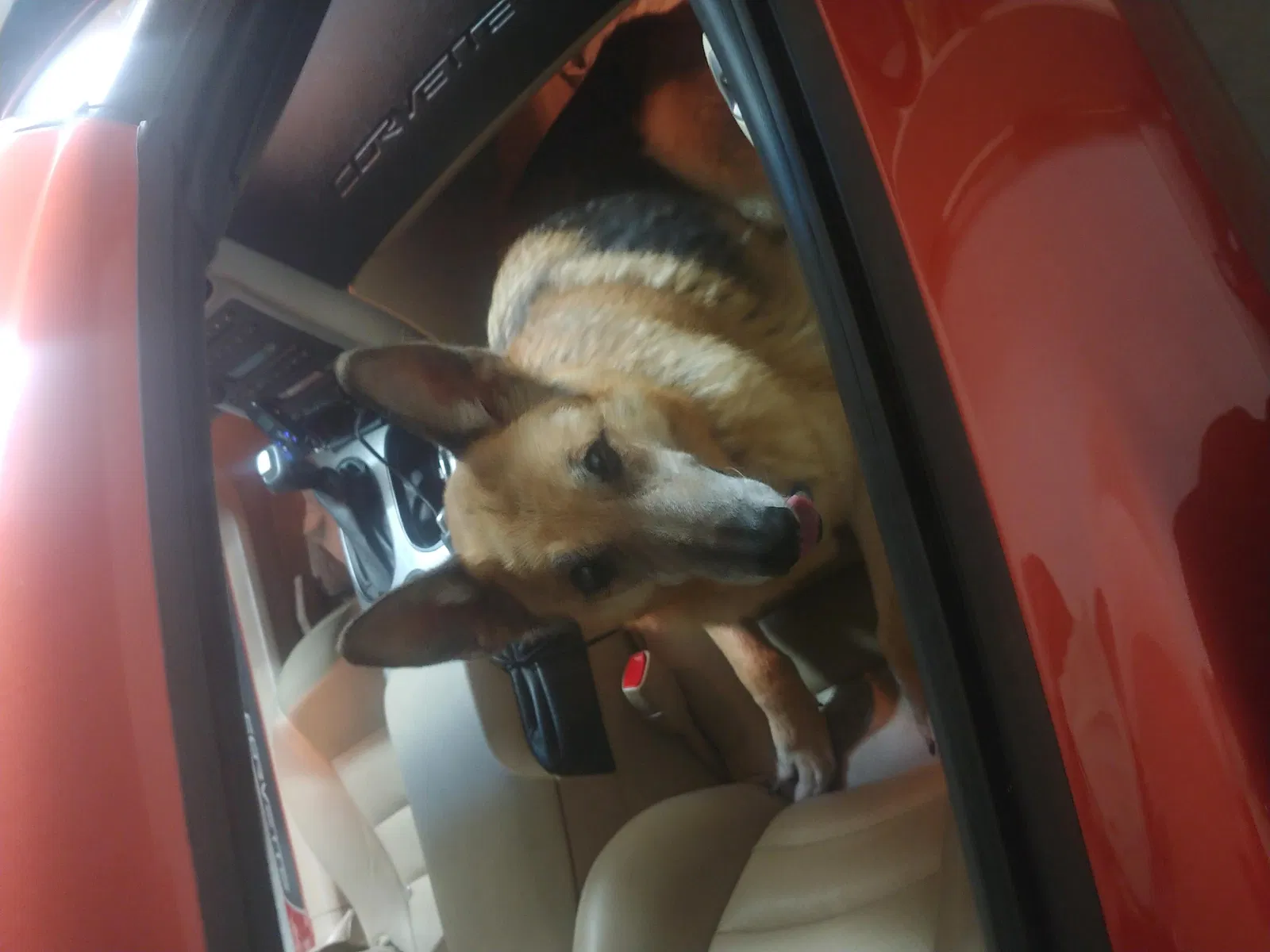 Lost dog in Glenpool, OK, 74033