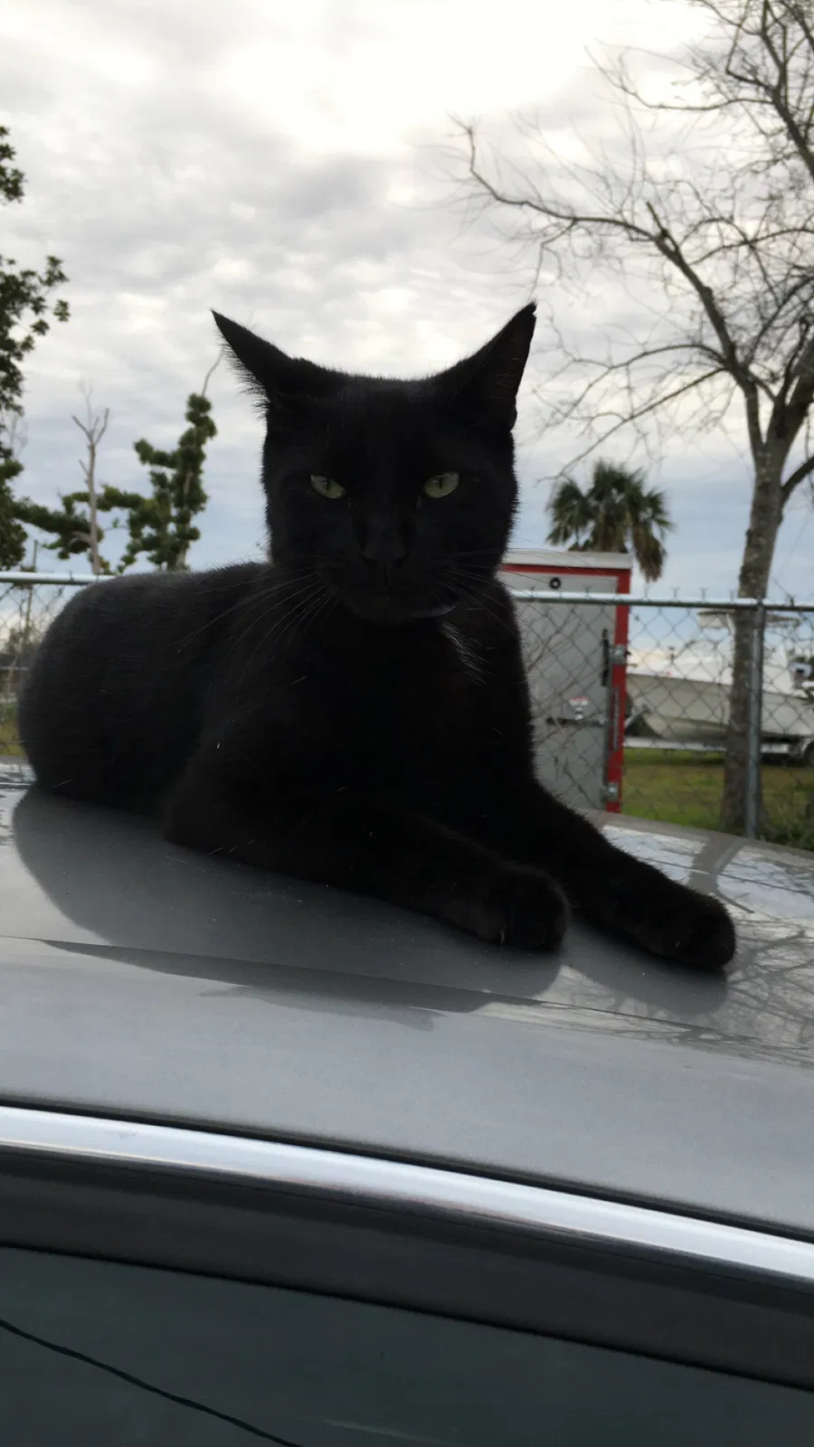 Lost cat in Panama City, FL, 32405