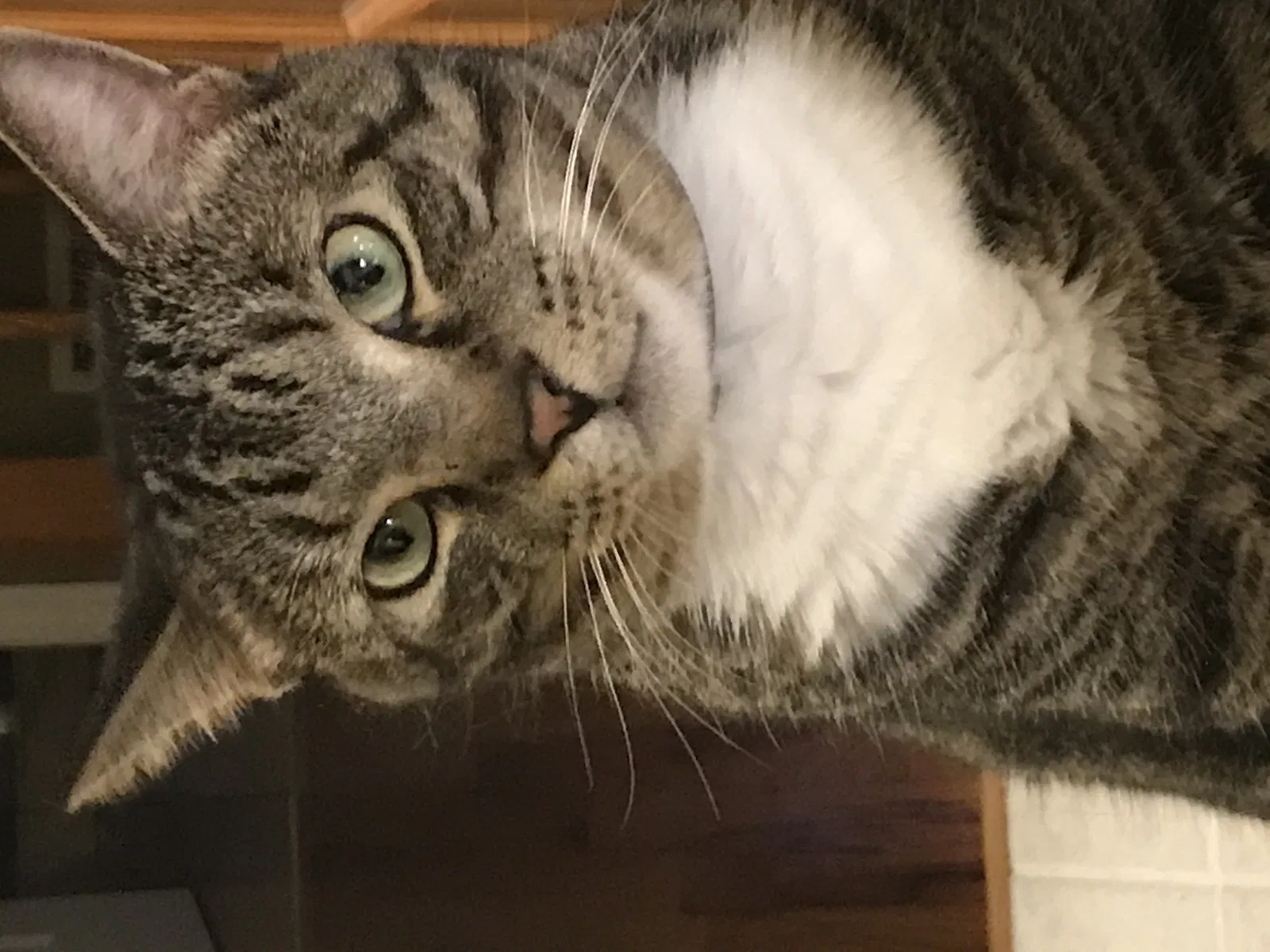 Lost cat in Atlanta, GA, 30345