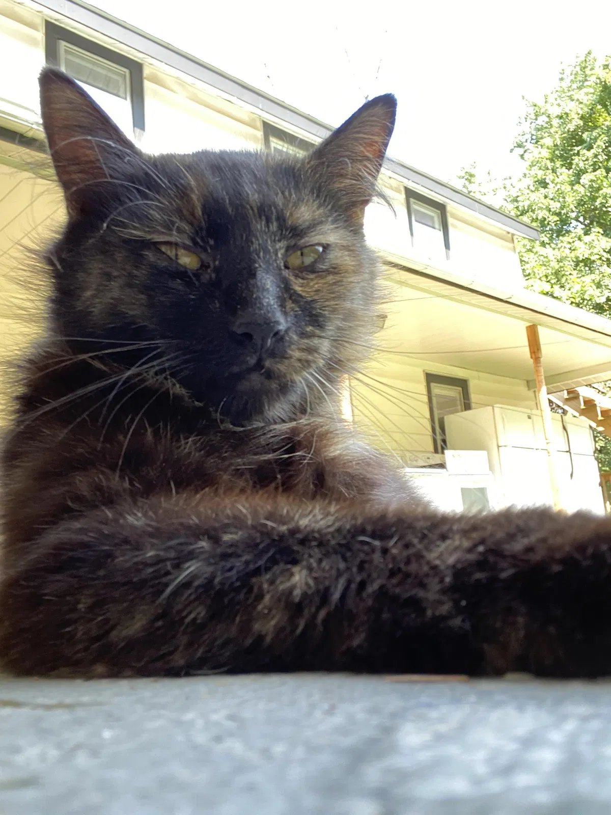 Found cat in South Cairo, NY, 12482