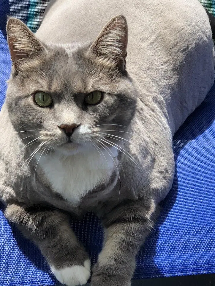 Lost cat in Tampa, FL, 33619