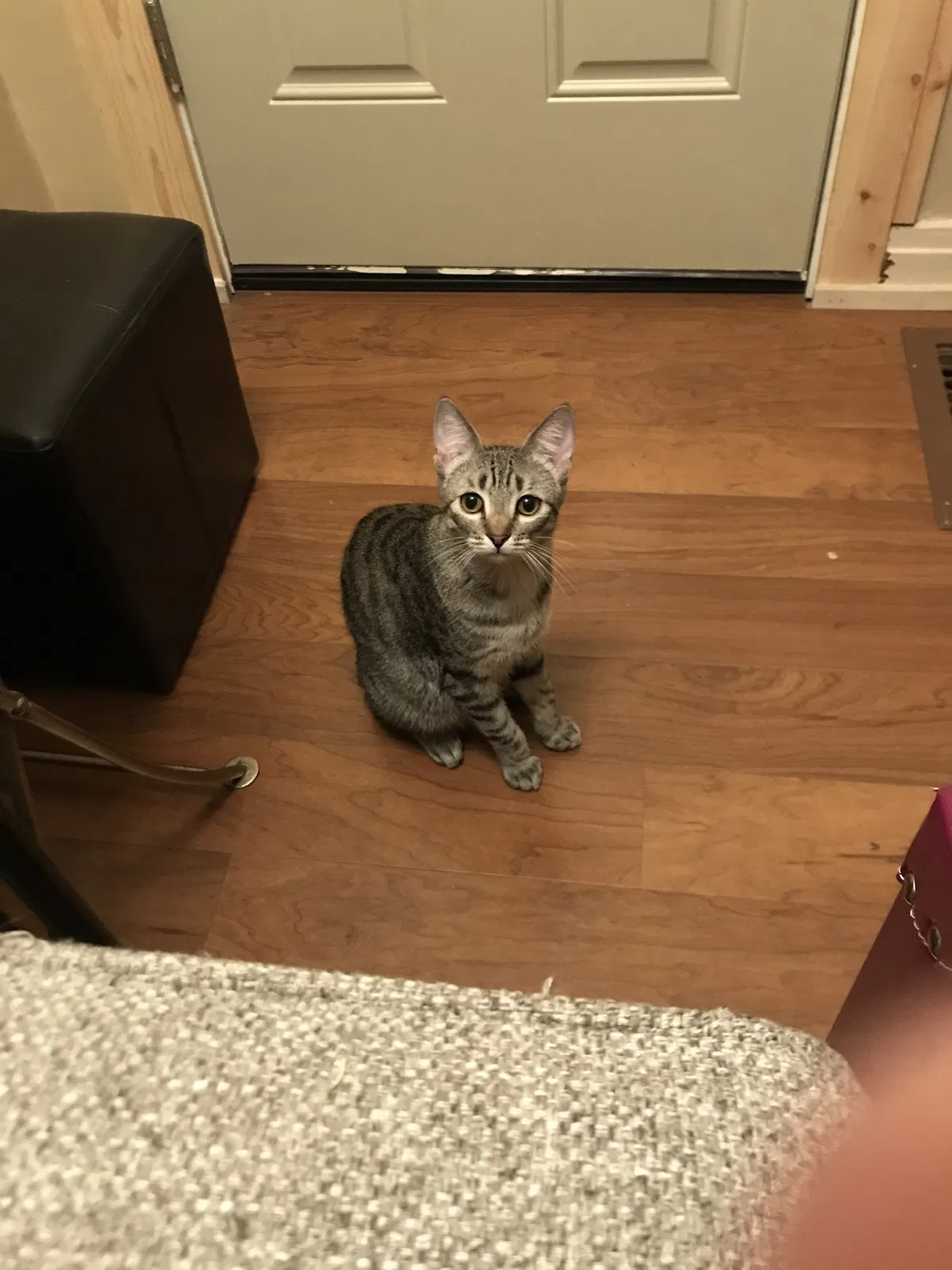 Lost cat in Salt Lake City, UT, 84106