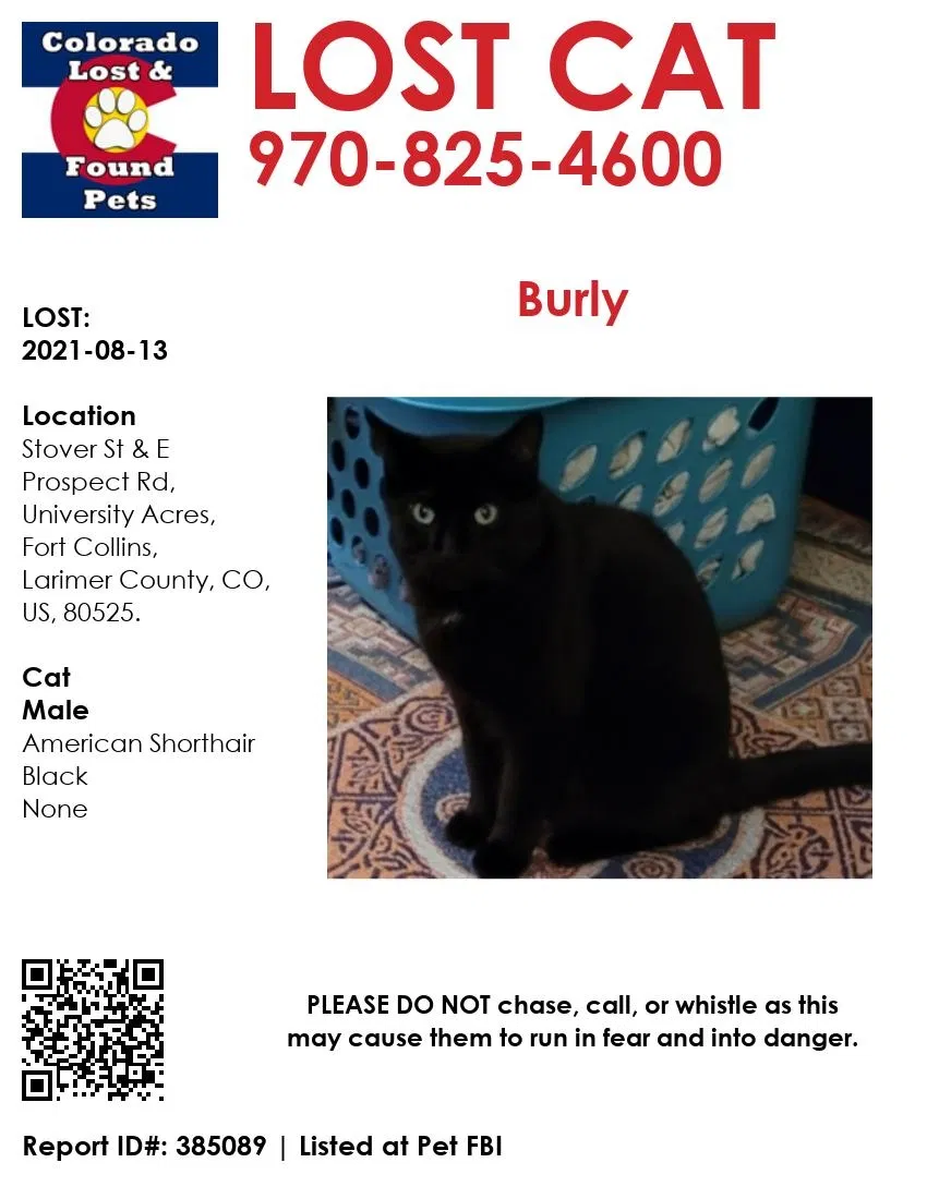 Lost cat in Fort Collins, CO, 80525
